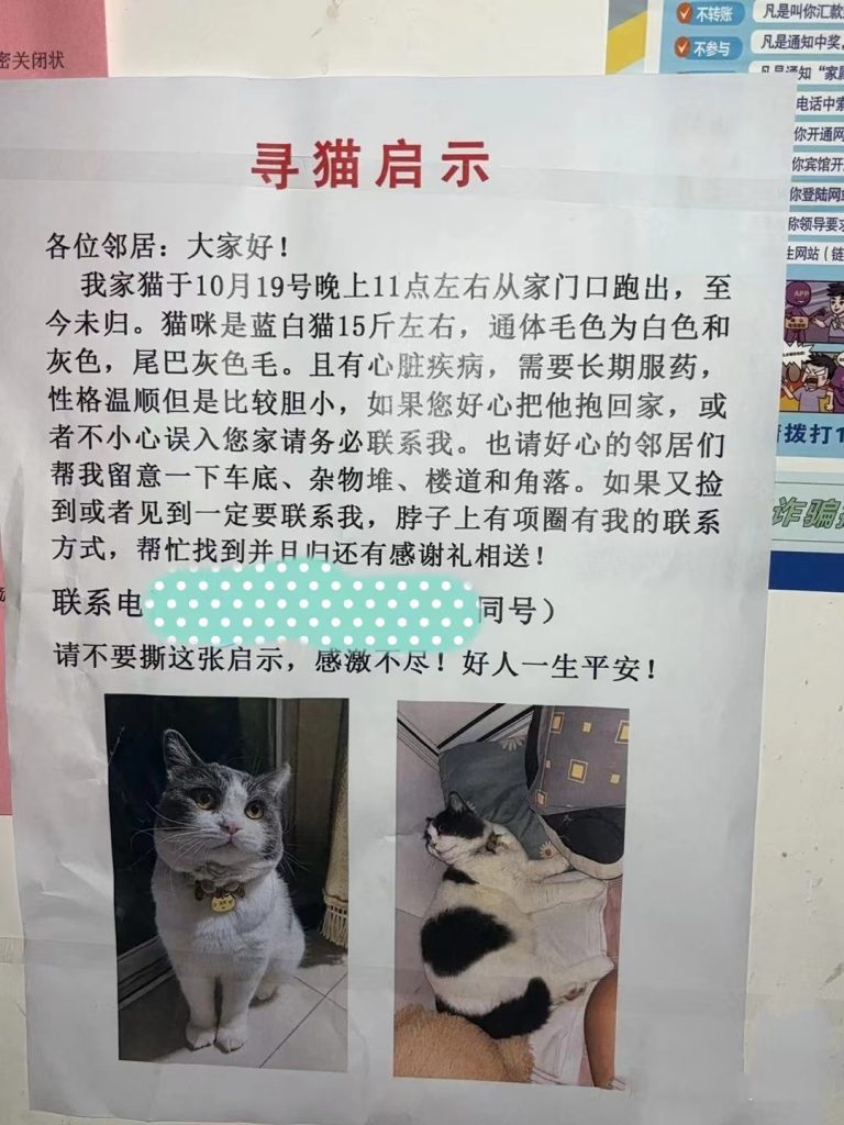 寻猫启示文档案例