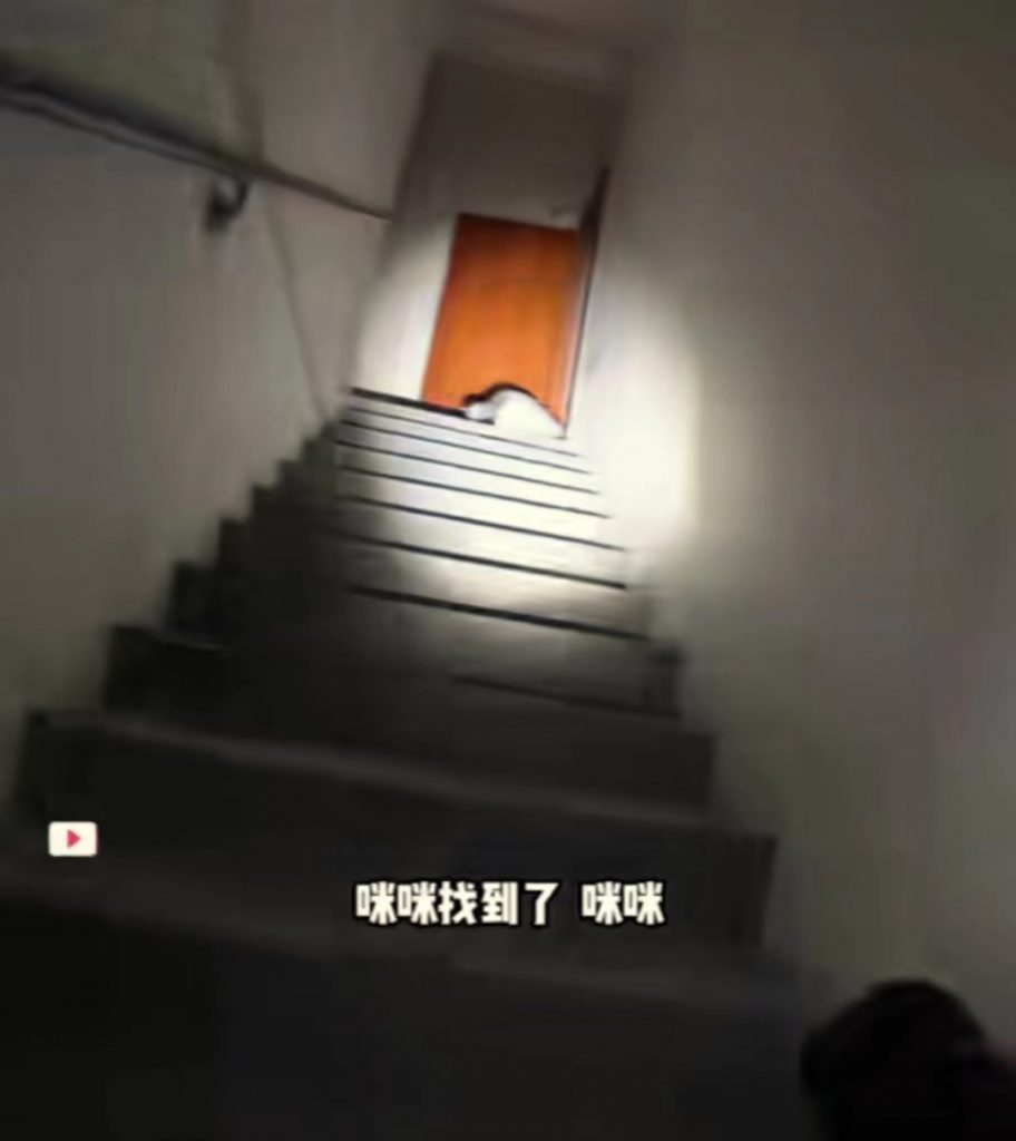 上海宠物救援彼得侦探